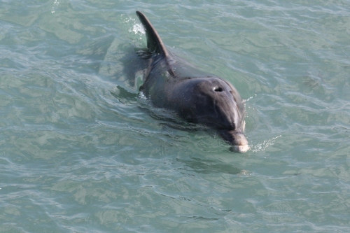 Dolphin in the the Doolin Pier