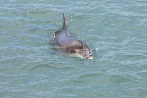Dolphin checking us out