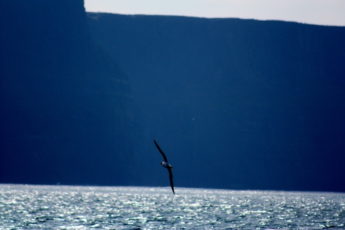 Bird near the Cliffs of Mohr, County Clare, Ireland