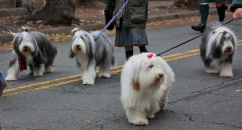Scottish Parade 4 fluffy dogs