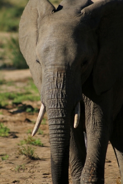 Africa elephant close up