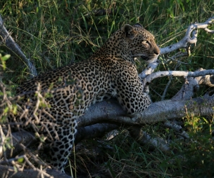 leopard on tree stump iv